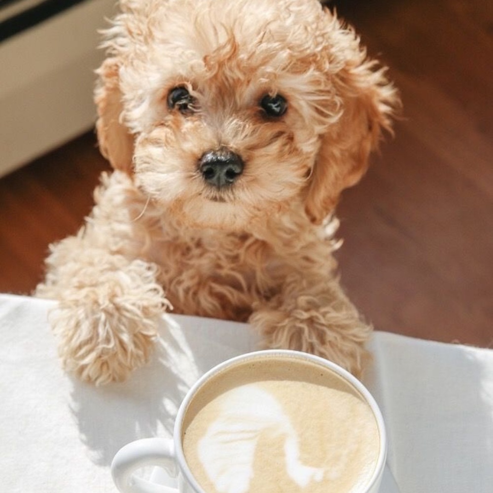 Meet your Posher, Kirsten